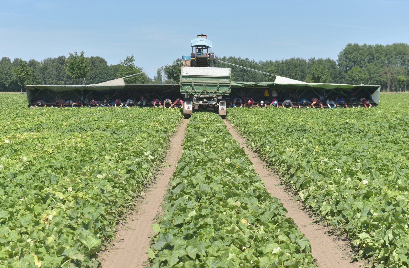 Erntestart bei Spreewälder Gurken 2018 - Regionalförderung & Dachmarke Spreewald
